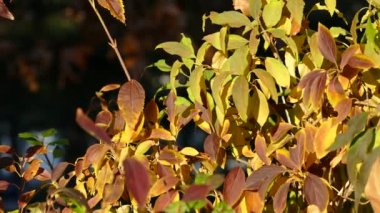 Şehir parkında sonbahar günü