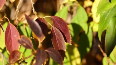 Şehir parkında sonbahar günü