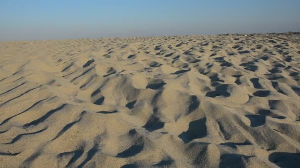 Medio ambiente, plantas y naturaleza mediterráneos — Vídeo de stock