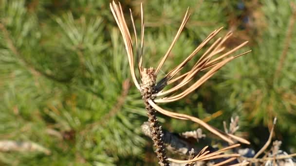Journée d'automne au parc de la ville