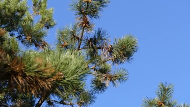 Journée d'automne au parc de la ville
