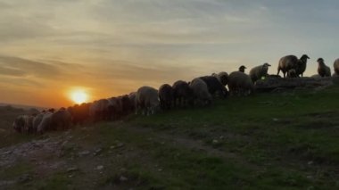 Gün batımının arkasındaki tepelerde koyun sürüsü.