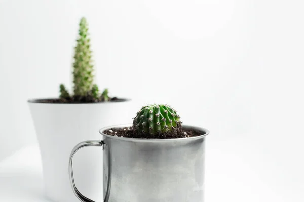 Close Two Small Cactus Pots White Background — Stock Photo, Image