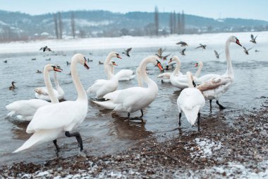 Kışın nehir kenarında bir grup güzel beyaz kuğu.. 