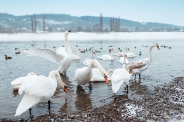 Kışın nehir kenarında bir grup güzel beyaz kuğu.. 