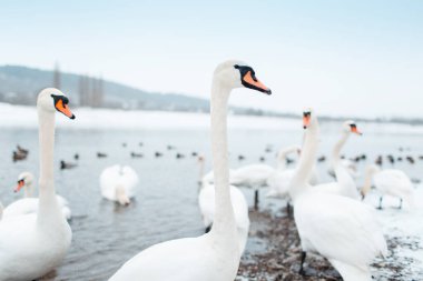 Kışın nehir kenarında bir grup güzel beyaz kuğu.. 