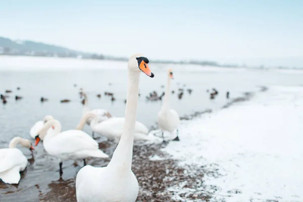 Gruppe Schöner Weißer Schwäne Flussufer Einem Wintertag — Stockfoto