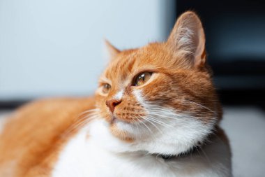 Kırmızı beyaz kedinin yakın plan portresi.