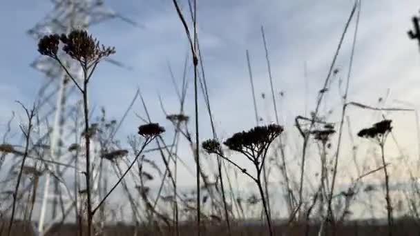 Primer Plano Flores Secas Sobre Fondo Acero Desenfocado Pilón Eléctrico — Vídeos de Stock