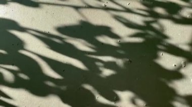 Yaprakların gölgelerinin doğal arka planı.
