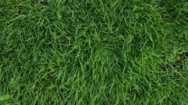 Rüzgarlı bir günde yeşil çimenlerin doğal arka planı.