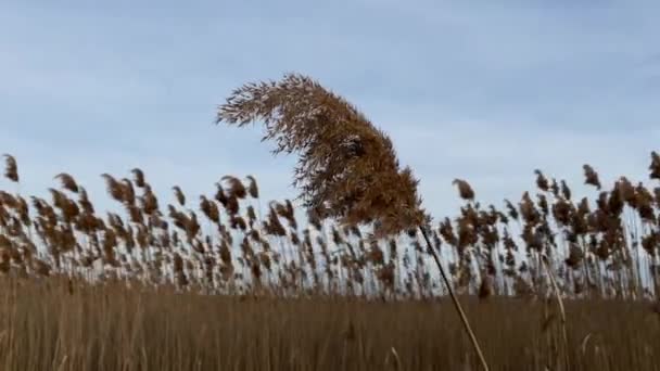 Nahaufnahme Von Trockenem Schilf Vor Dem Hintergrund Vieler Schilfrohre — Stockvideo