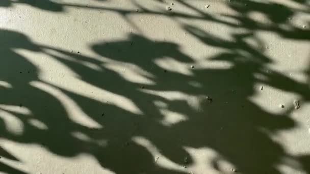 Естественный Абстрактный Фон Теней Листьев — стоковое видео