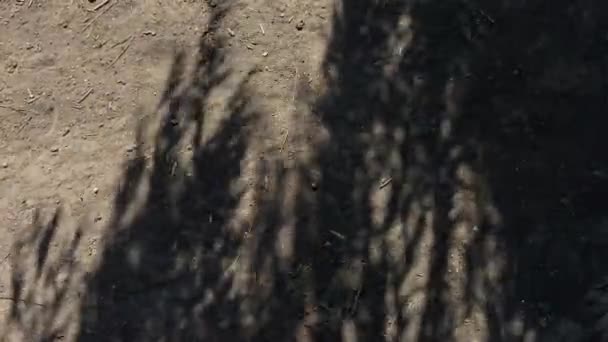 多风的日子里 地面上树枝影子的自然背景 — 图库视频影像