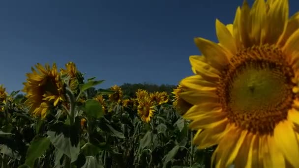 Nær Gul Solsikkeåker Vindfylt Solskinnsdag Bakgrunn Blå Himmel – stockvideo