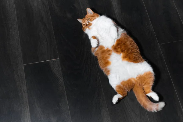 Draufsicht Auf Rot Weiße Katze Die Auf Dem Laminatboden Liegt — Stockfoto