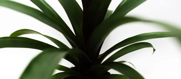 Close Beautiful Green Leaves Bromelia Flower White Background Panoramic Banner — Stock Photo, Image