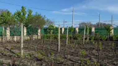 Güneşli bir bahar gününde, geniş bir kır bahçesi manzarası..