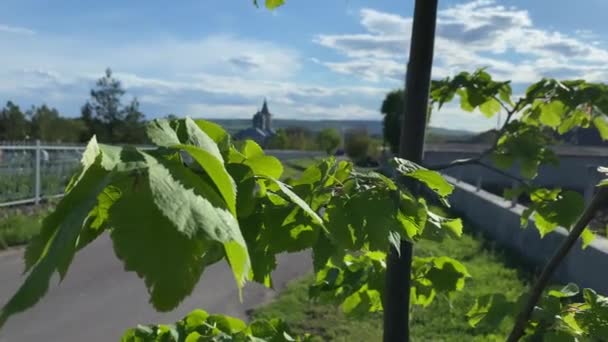Close View Tree Leaves Noisy Background Cemetery Church Far Afield — Stock Video