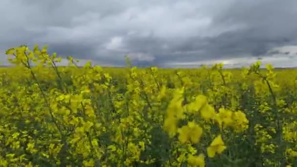 Vista Perto Campo Colza Num Dia Ventoso Nublado Chuva Está — Vídeo de Stock