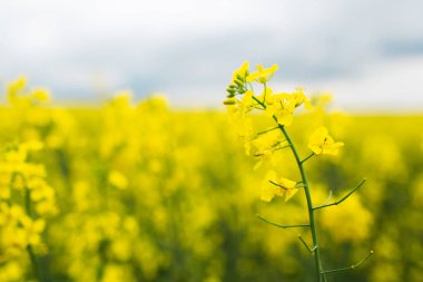 Bulanık alanın arka planında kolza çiçeğinin yakın plan görüntüsü.