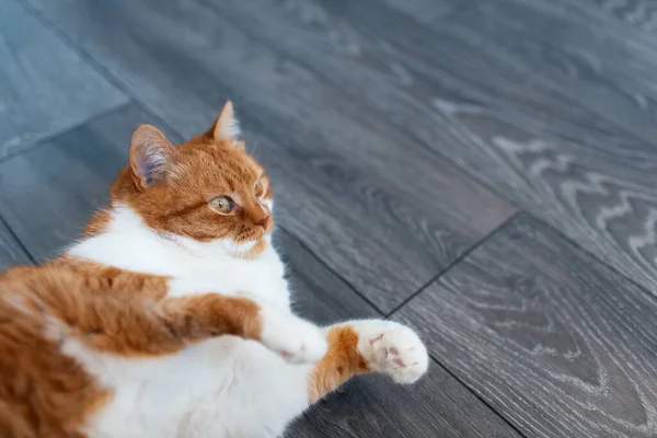 귀엽고 빨간색 고양이의 어두운 Laminate 바닥에 최대와 — 스톡 사진