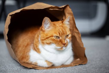 Kırmızı-beyaz kedinin portresi, yerde yatmaya çalışıyor..