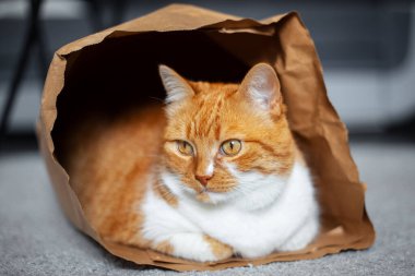 Kırmızı-beyaz kedi portresi, yerde, eko kağıt torbanın içinde yatıyor. Yakın çekim görünümü.