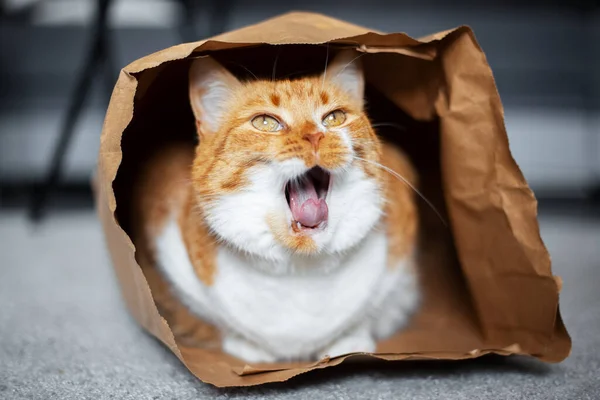 Portret Van Rood Witte Kattengeeuwen Liggend Vloer Eco Papieren Zak — Stockfoto