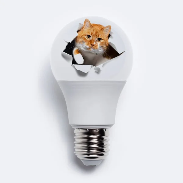 Close Red Cat Comes Out Torn Hole Light Bulb White — Stock Photo, Image