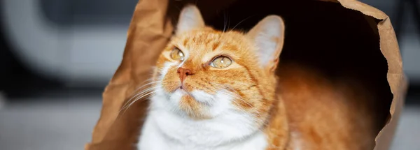 Panoramabannerporträt Einer Wegschauenden Rot Weißen Katze Die Einer Ökopapiertüte Auf — Stockfoto