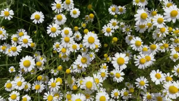 Κάτοψη Του Όμορφου Αγρού Χαμομηλιού Ηλιόλουστη Μέρα Φυσικό Φόντο Λουλουδιών — Αρχείο Βίντεο