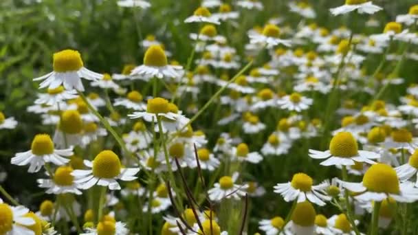 Primer Plano Las Flores Manzanilla Campo Verde Fondo Natural — Vídeo de stock