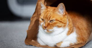 Kırmızı-beyaz kedi portresi, yerde, eko-kağıt torbanın içinde yatıyor..