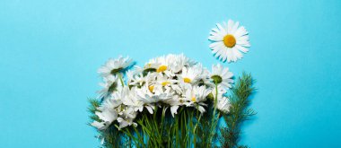 Panoramic banner view of bouquet of chamomile flowers on blue background.
