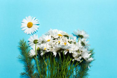 Bouquet of chamomile flowers on blue background.