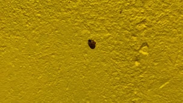 Close Ladybird Walking Textured Yellow Wall — Stock Video