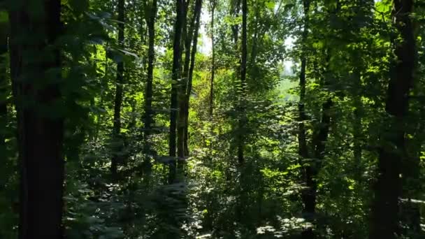 Природный Ландшафт Красивого Леса Зелеными Деревьями Летний День — стоковое видео
