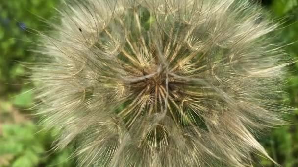 Крупным Планом Видео Цветком Одуванчика Фоне Размытой Зеленой Травы — стоковое видео