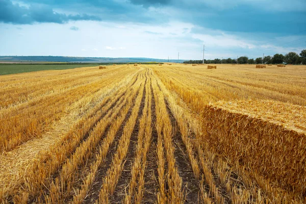 Trockene Heuhaufen Auf Dem Feld Hintergrund Der Natürlichen Landwirtschaft — Stockfoto