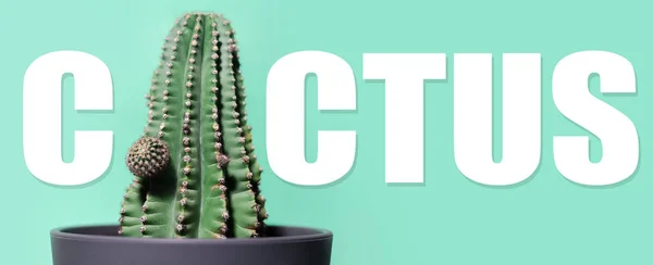 Kaktus Słowo Kaktusem Zamiast Litery Zielonym Tle — Zdjęcie stockowe