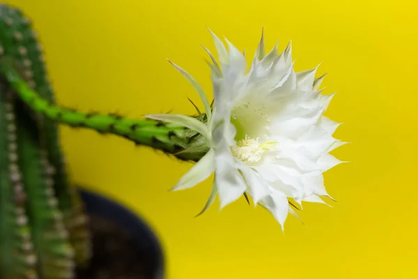 Primo Piano Bel Fiore Bianco Cactus Verde Sfondo Giallo — Foto Stock