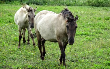 Konik atı önden görünümü