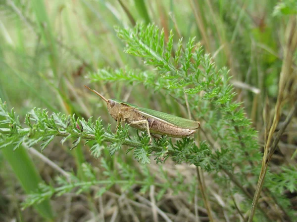 Grasshopper se mistura naturalmente em seu ambiente — Fotografia de Stock