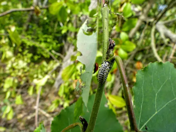 Ana bilgisayar kök yeme Caterpillar
