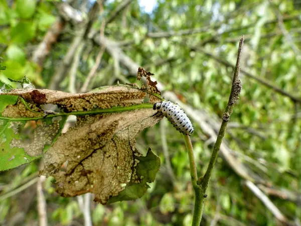 Beyaz caterpillar bitki kök kadar tarama