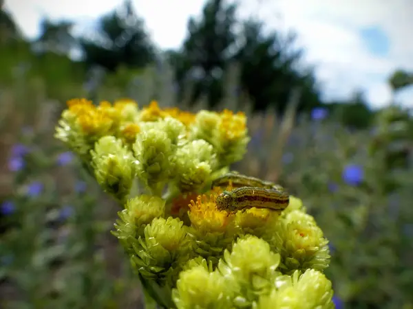 Caterpillar'ın vücut nektar (yan görünümü ile lekeli)