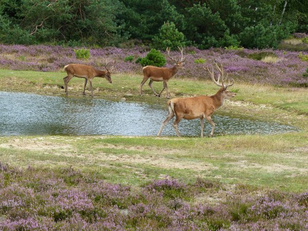 Red deer walking along a pond