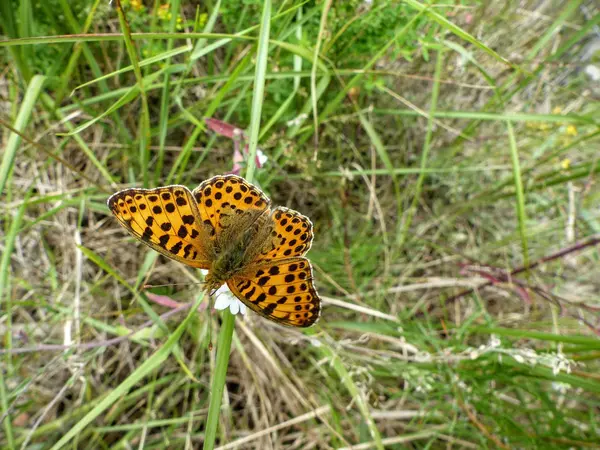 Bir kır çiçeği üzerinde oturan gümüş yıkanmış fritillary kelebek