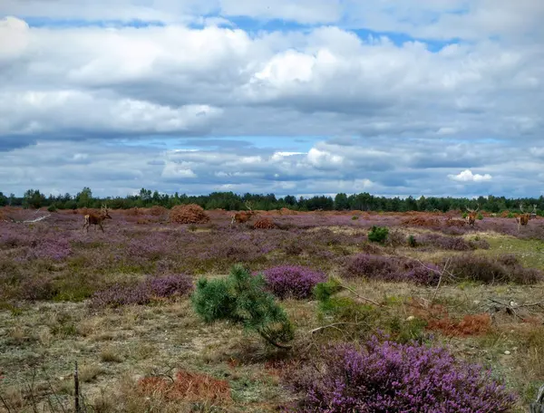 Kızıl geyik bir heath yürüyüş